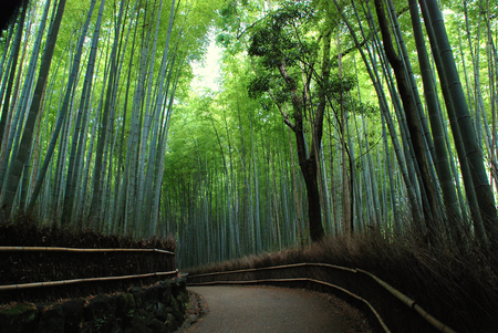 Riding Through the Forest - driving, forest, trees, road