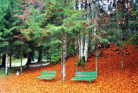 Quiet Afternoon in the Park - autumn, benches, fall, october, colorful, leaves