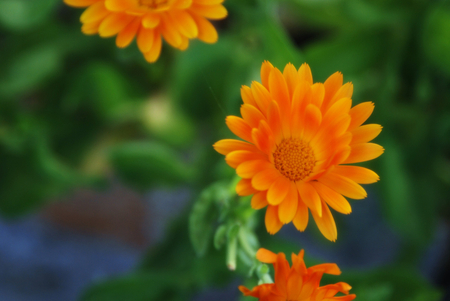 Flower - leaves, orange, flower, petals