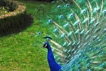 Peacock - bird, feathers, peacock, blue