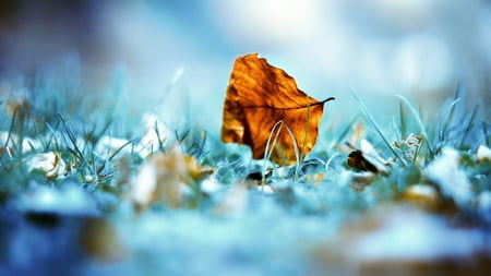 The First Fallen Leaf - photography, leafs, nature, abstract, autumn