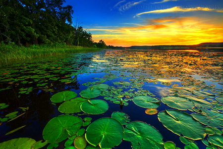 Lily pad sunset - sunset, water, lily pads, green, blue sky, gold