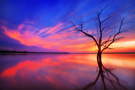 Stand alone - reflections, sunset, blue sky, gold, pink, tree