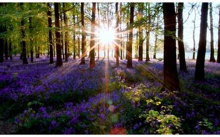 a touch of purple - nature, trees, forest, photography, sun