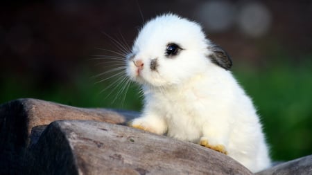 Cuttest... Bunny... Ever!! - pretty, fur, rabbit, cute, baby, bunny