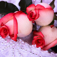 PINK ROSES