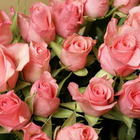 PINK ROSES