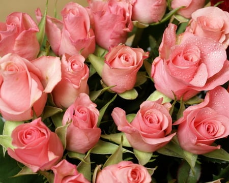 PINK ROSES - roses, flowers, nature, pink