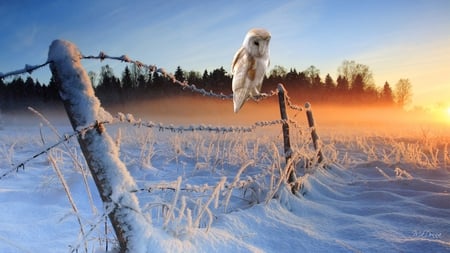 Winter Sunrise - morning, farm, sky, winter, field, bird, country, snow, owl, barbed wire, firefox persona, sunrise