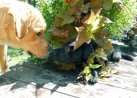 Mommy and I: sweet kiss â™¥ - unconditional, friend, animals, happy, beautiful, patient, labrador, forever, dogs, golden, sea, wonderful, pure, happiness yellow