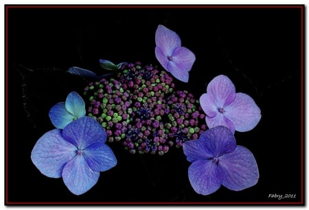 Purple Beauties from Fabry :) - flowers, gift, purple, blue