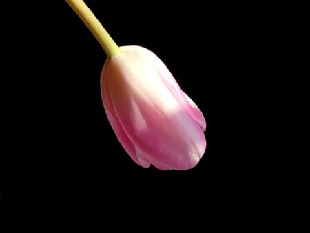 Simplicity of Tulips - nature, view, dark, beautiful, tulips, flowers