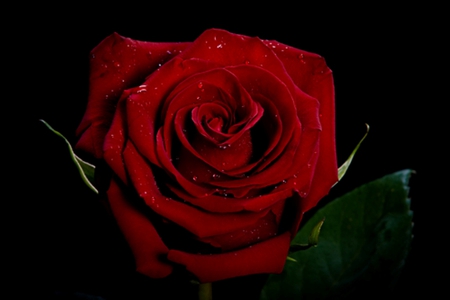 Magic red rose - red rose, magic, beauty, flower, wonderful, beautiful rose, red, water drops, rose