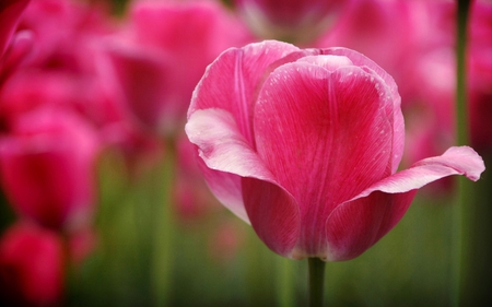 Pink Dof - beauty, photography, scencery, nature, view, beautiful, pink, flowers, photo, garden