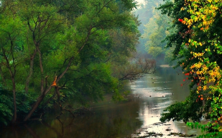 Green River Forest - trees, water, beautiful, forest, leaves, river, nature, view, green