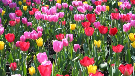 tulips_everywhere - nature, tulips, park, colorful, flowers, garden