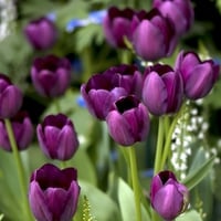 Purple tulips