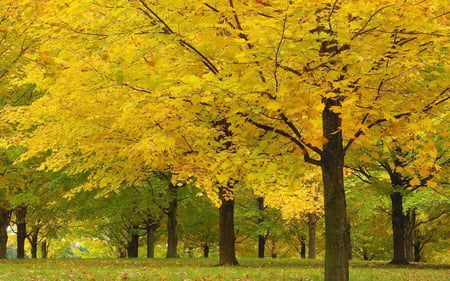 Trees - nature, autumn, landscape, trees, forest, yellow, alley, beautiful