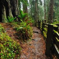 Forest-HDR