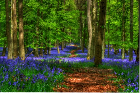 Forest-HDR - season, beauty, nice, trees, photography, great, path, road, spring, amazing, pretty, cool, walk, green, hdr, harmony, landscape, lovely, nature, forest, blue, beautiful, scenery, colors