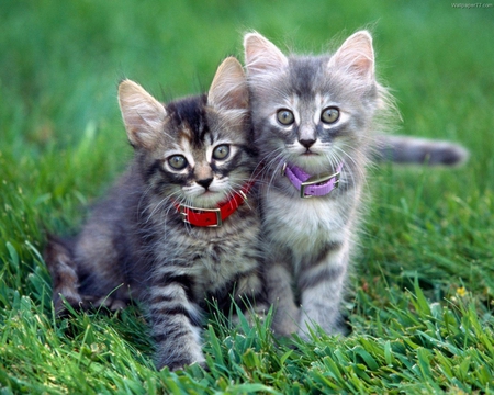 sisters - pets, necklace, kittens, sisters