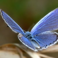 blue butterfly