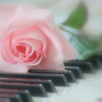 pink piano rose