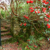 Garden-HDR
