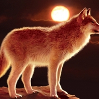 the sunset wolf