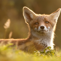 Golden Fox