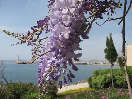 Purple Flower - bush, flower, purple, sky