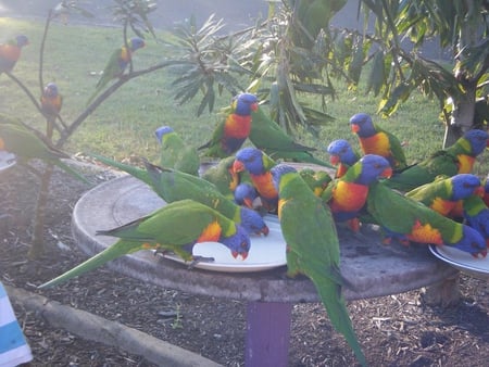 Lorikeets - many, plate, birds, colorful