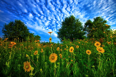 Neath the rippled sky - rippled clouds, sky, sunflowers, trees, field