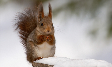 Nut Cracker - snow, animal, squirrel, brown