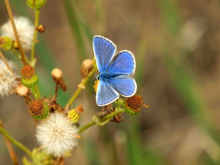 Soft Blue - butterfly, stem, weed, blue