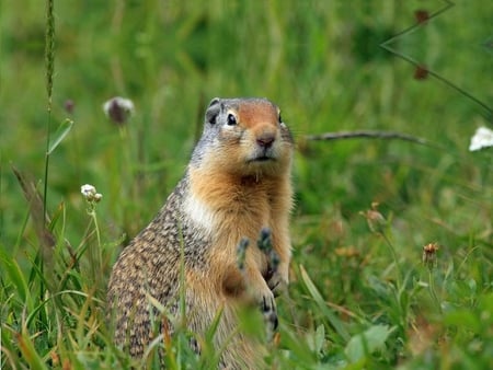 Glacier Ground Squirrel - ground, grass, weed, squirrel