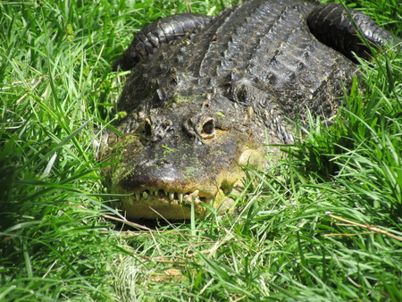 Aligator - quiet, waiting, man eater, scary