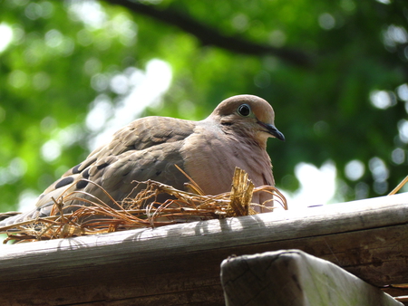 Chillin - watching, waiting, bird, relaxing