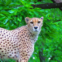 Cheetah