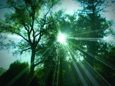 Beaming Through - sky, tree, sun, light