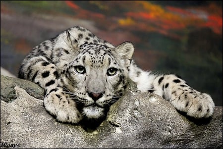 leopard - nice, cat face, beauty, fur, eyes, photography, animals, feline, other, amazing, leopard, cold, cool, predator, panthers, cat, blue eyes, panther, cats, leopards, wild, beautiful, animal, awesome