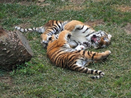 Tiger Cubs - cubs, two, tiger, grass