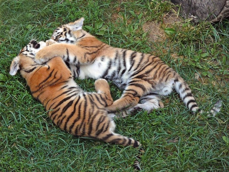 Playing Around - cubs, grass, tiger, two