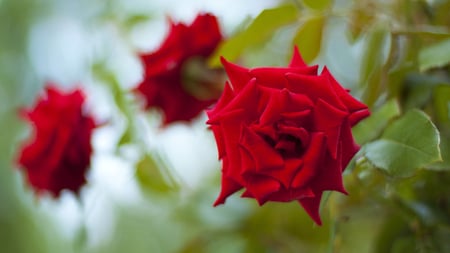 Red Roses - bright, fresh, petals, red, rose