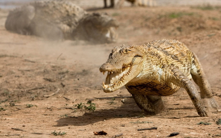 Crocodile Run - mouth, funny, run, teeth, aligator, crocodile