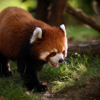 Red Panda