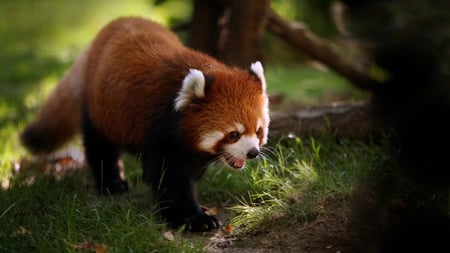 Red Panda - face, fur, china, bear, red, panda, asian