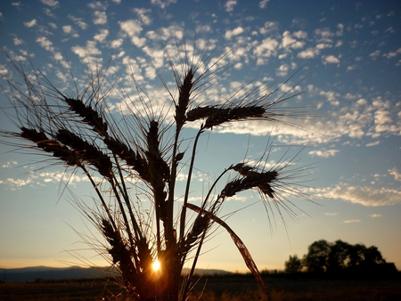 Country Sunrise - clouds, sunrise, dawn, wheat, sunset, nature, country, farm, sun, sky