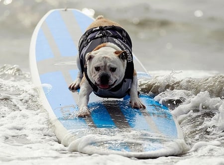 SURFING DOG - surfing, beach, dog, water, bull dog, cute