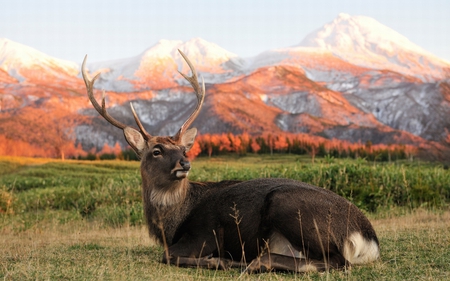 Beauiful Buck - fur, buck, deer, snow, field, mountains, antlers